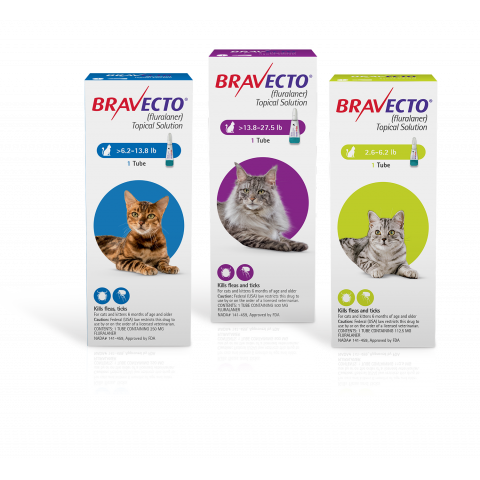 Bravecto Topical Solution for Cats